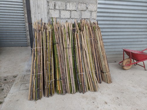 Canne bamboo per - 50,